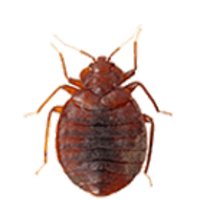 insects & Bed bug free transparent png image.