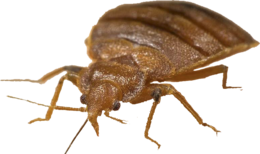 insects & Bed bug free transparent png image.