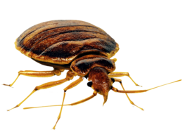 insects & bed bug free transparent png image.