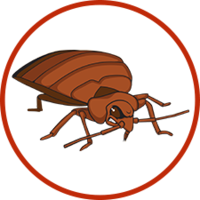 insects & bed bug free transparent png image.