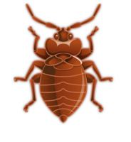 insects & Bed bug free transparent png image.