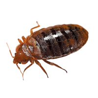 insects & Bed bug free transparent png image.