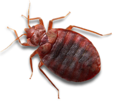 insects & Bed bug free transparent png image.