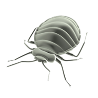 insects & Bed bug free transparent png image.