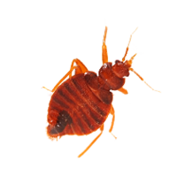 insects & bed bug free transparent png image.