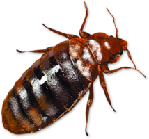 insects & bed bug free transparent png image.