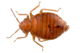 insects & Bed bug free transparent png image.