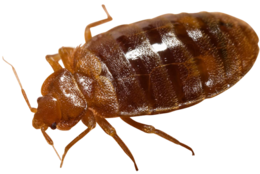 insects & Bed bug free transparent png image.
