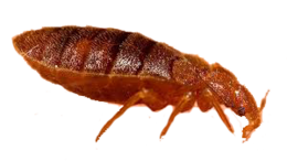 insects & Bed bug free transparent png image.