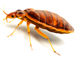 insects & bed bug free transparent png image.