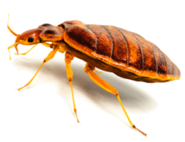 insects & Bed bug free transparent png image.