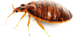 insects & Bed bug free transparent png image.