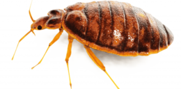 insects & bed bug free transparent png image.