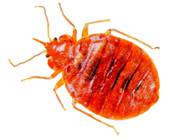insects & Bed bug free transparent png image.