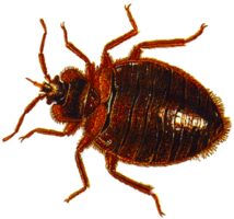 insects & Bed bug free transparent png image.