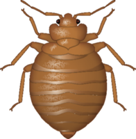 insects & Bed bug free transparent png image.