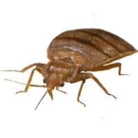 insects & bed bug free transparent png image.