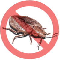 insects & Bed bug free transparent png image.