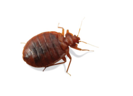 insects & Bed bug free transparent png image.