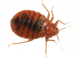 insects & Bed bug free transparent png image.