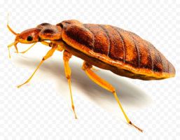 insects & bed bug free transparent png image.