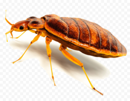 insects & Bed bug free transparent png image.