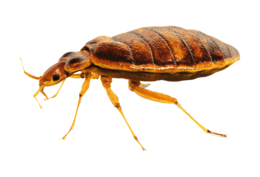 insects & Bed bug free transparent png image.