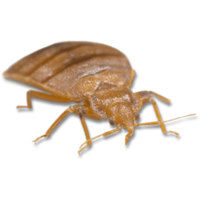 insects & Bed bug free transparent png image.