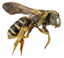 insects & bee free transparent png image.