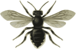 insects & bee free transparent png image.