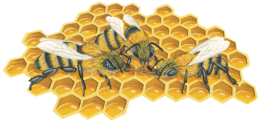 insects & bee free transparent png image.