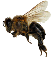 insects & bee free transparent png image.