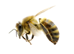 insects & Bee free transparent png image.