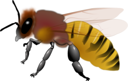 insects & bee free transparent png image.