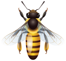 insects & Bee free transparent png image.