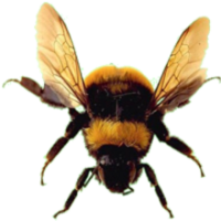 insects & Bee free transparent png image.