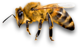 insects & Bee free transparent png image.