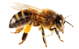 insects & Bee free transparent png image.