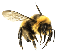 insects & bee free transparent png image.