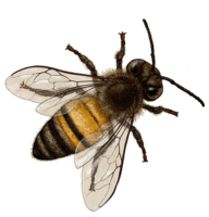 insects & Bee free transparent png image.