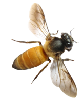 insects & bee free transparent png image.