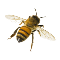 insects & bee free transparent png image.