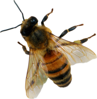 insects & bee free transparent png image.