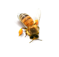 insects & Bee free transparent png image.