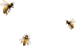 insects & Bee free transparent png image.