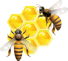 insects & bee free transparent png image.