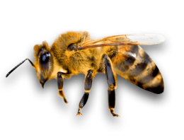 insects & Bee free transparent png image.