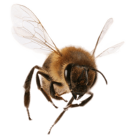 insects & Bee free transparent png image.