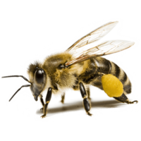 insects & Bee free transparent png image.