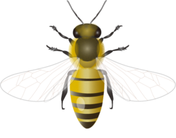 insects & bee free transparent png image.